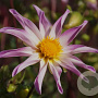 Dahlia Full of Nature 50 cm P9