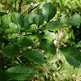 Ulmus japonica 14-16 HO draadkluit