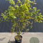 Acer palmatum 125-150 cm 20L