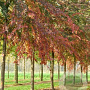 Ulmus 'Frontier' 16-18 HO draadkluit