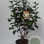 Camellia j. 'Powder Puff' 60-70 cm 5,0L