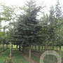 Ulmus minor suberosa 350-400 cm cont. 130L geveerd