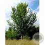 Ulmus 'Nanguen' 25-30 HO draadkluit 250 cm stam