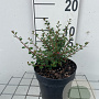 Cotoneaster microphyllus GM C1.3