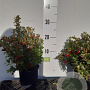 Vaccinium vitis-idaea 12-15 cm P12