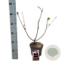 Viburnum bodn. 'Charles Lamont' 30-40 cm 2,0L