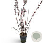 Viburnum bodn. 'Charles Lamont' 100-150 cm 12L
