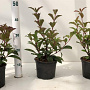 Viburnum bodn. 'Dawn' 30-40 cm 2,5L