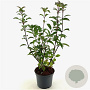 Viburnum bodn. 'Dawn' 50-55 cm 3,0L