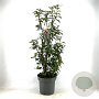 Viburnum bodn. 'Dawn' 100-110 cm 15L