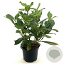 Viburnum davidii 20-30 cm 3,0L
