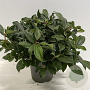 Viburnum davidii 50-60 cm 12L