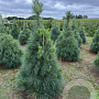 Pinus strobus 150-175 cm draadkluit