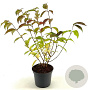 Viburnum plic. 'Shasta' 40-50 cm 3,0L