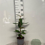 Viburnum rhytidophyllum 20-30 cm 2,0L