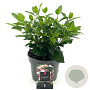 Viburnum tinus 25-30 cm 2,0L