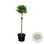 Viburnum tinus 80 cm stam 10L bol