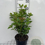 Viburnum tin. Lisarose 40-50 cm 3,0L