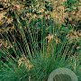 Stipa gigantea GM P9