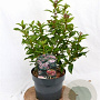 Viburnum tin. Spirit 30-40 cm 3,0L