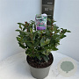 Viburnum tin. Spirit 35-40 cm  met knop