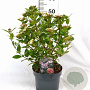 Viburnum tin. Spirit 40-60 cm 5,0L