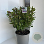 Viburnum tin. Spirit 50-60 cm 5,0L