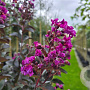 Lagerstroemia indica 'Rhapsody in Blue' 100-125 cm 20L
