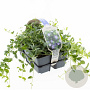 Vinca minor GM sixpack