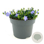 Vinca minor GM C5