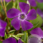 Vinca minor 'Atropurpurea' GM P9