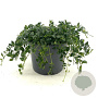 Vinca minor 'Elisa' 25 cm 2,0L