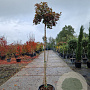 Acer pal. 'Bloodgood' 180 cm stam container 8-10