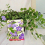 Vinca minor 'Marie' 10-15 cm P13