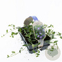 Vinca minor 'Marie' GM sixpack