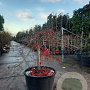 Acer pal. 'Inaba-shidare' 70 cm stam container kroon 125-150