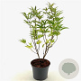 Vitex agnus-castus latifolia 40-45 cm 3,0L