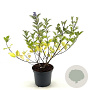 Vitex Chicagoland Blues 30-40 cm 3,0L