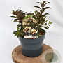 Weigela Black and White 25-30 cm 3,0L