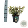 Weigela Black and White 30-40 cm 3,0L