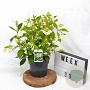 Weigela 'Bristol Snowflake' 40-50 cm 3,0L