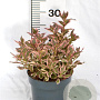 Weigela florida All Summer Monet 25-30 cm 3,0L
