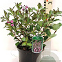 Weigela florida 'Foliis Purpureis' 40-45 cm 3,0L