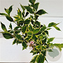 Weigela florida 'Variegata' 30-40 cm 2,5L