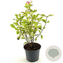 Weigela 'Kosteriana Variegata' 40-45 cm 3,0L