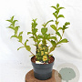 Weigela middendorffiana 30-40 cm 3,0L