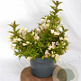 Weigela Picobella Bianco 25-30 cm 3,0L