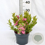 Weigela Picobella Rosa 25-30 cm 3,0L