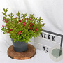 Weigela Picobella Rosso 25-30 cm 3,0L