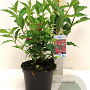 Weigela 'Red Prince' 40-45 cm 3,0L